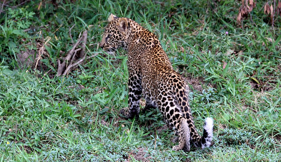 Leopard, Kaboso