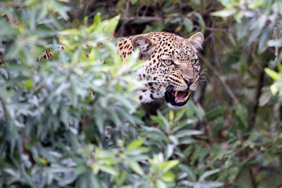 Kaboso, Leopard kämpft gegen Paviane, Masai mara