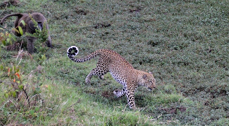 Kaboso, Leopard kämpft gegen Paviane, Masai mara