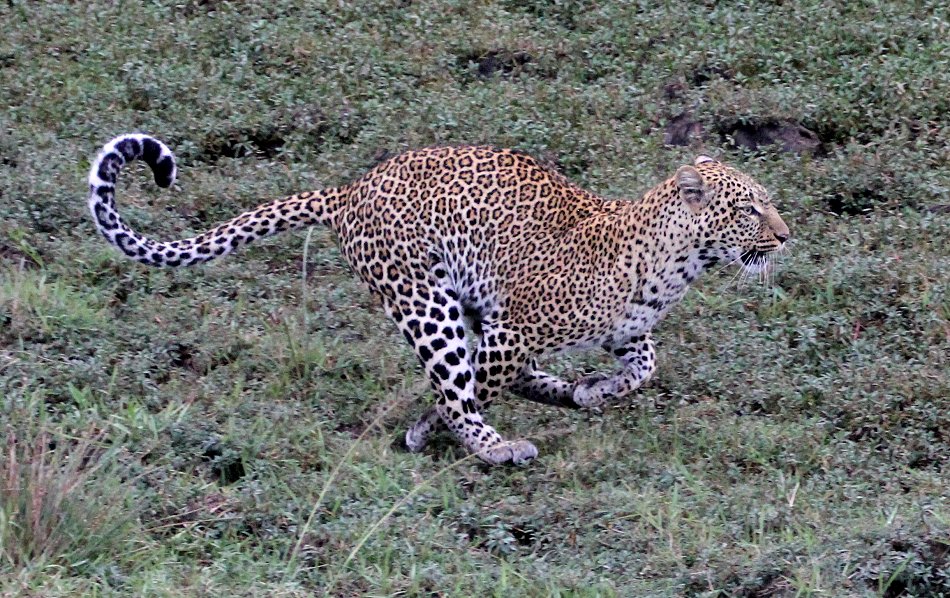 Kaboso, Leopard kämpft gegen Paviane, Masai mara