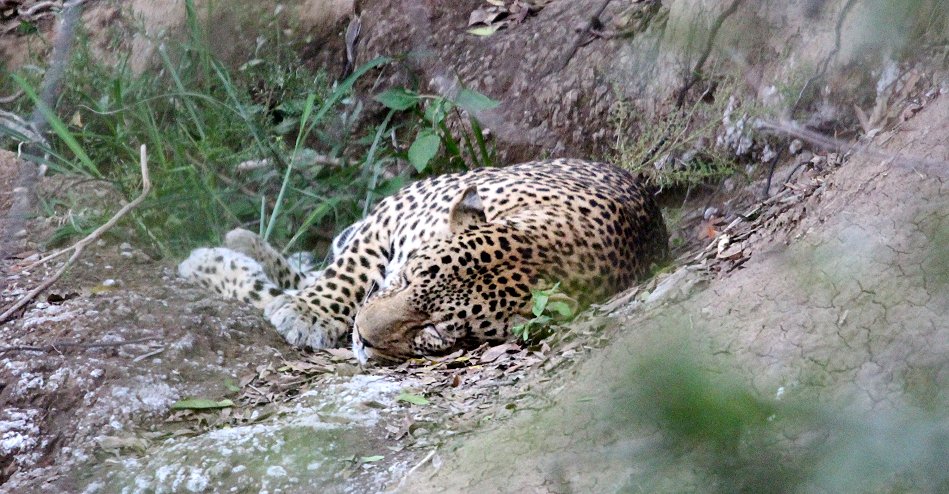 Leoparden Männchen