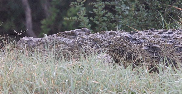 Nilkrokodil auf Gelege. Tag 12