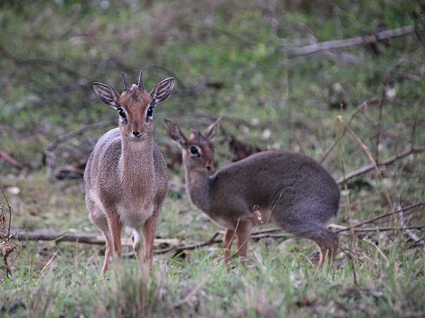 Dik Dik