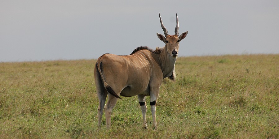 Eland