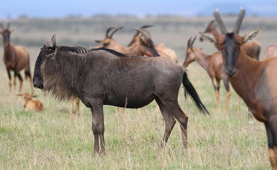 Gnus