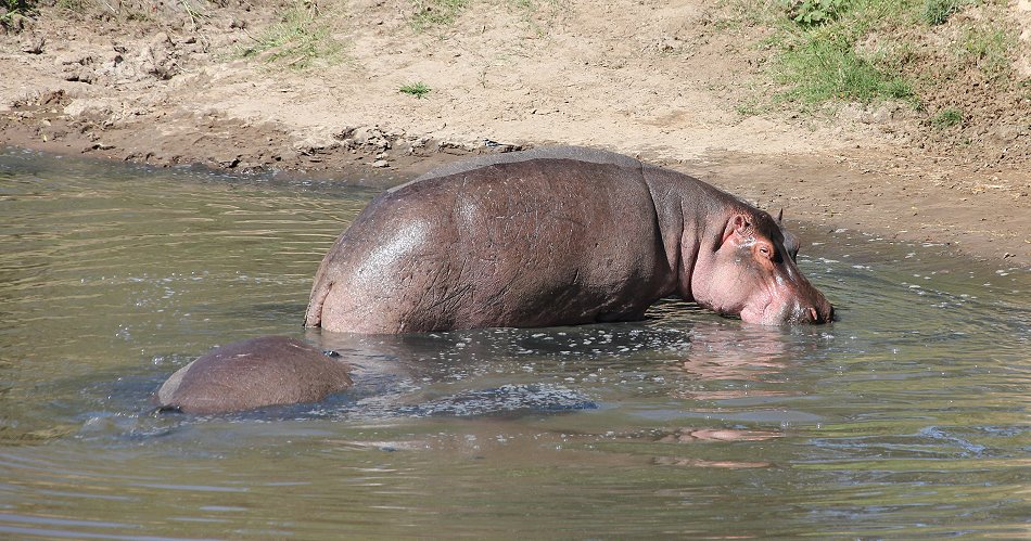 Flusspferde im Ol Are Orok River, Mara Bush Camp