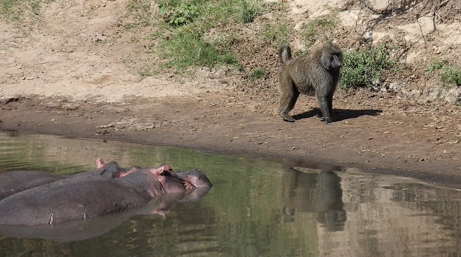 Flusspferde im Ol Are Orok River, Mara Bush Camp