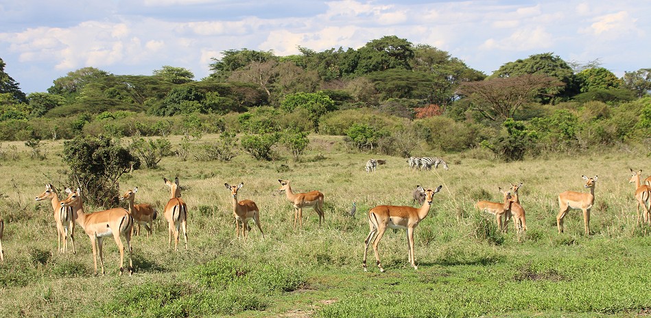 Impala Herde