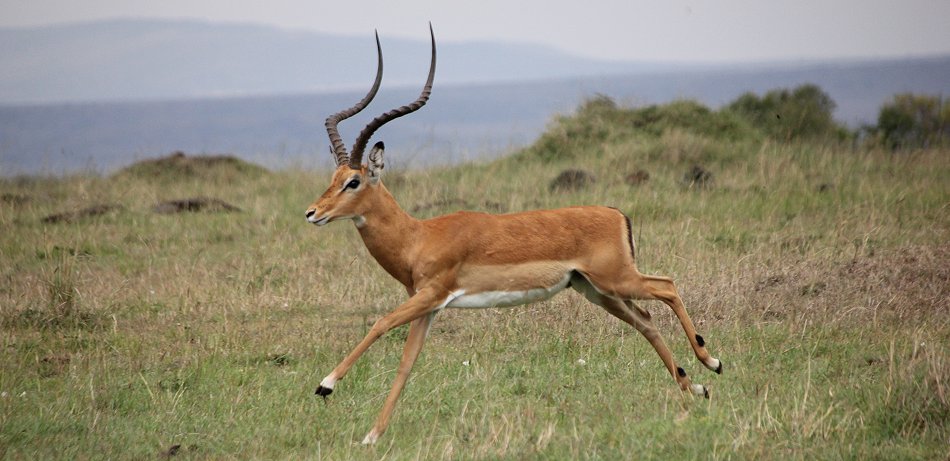 Impala Bock