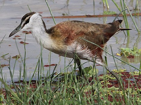 Jacana im Amboseli Park