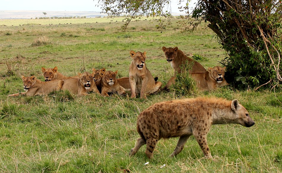 Löwen, Rongai Pride