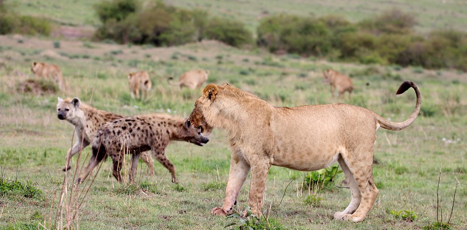 Löwen, Rongai Pride