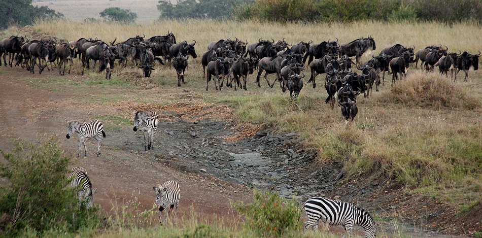 Löwen jagen Gnus und Zebras