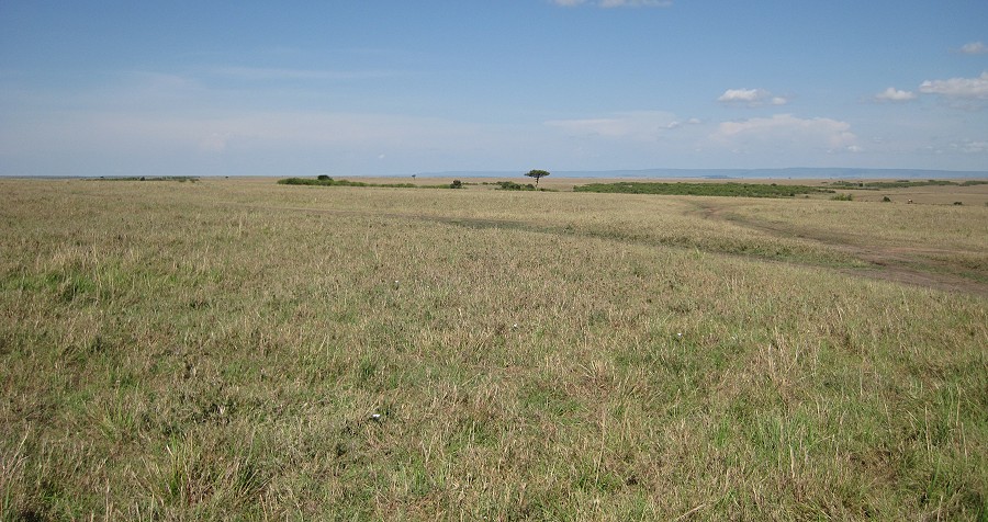 leergefegte MASAI MARA; Oktober 2020