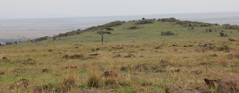 Rhino Ridge, Masai Mara