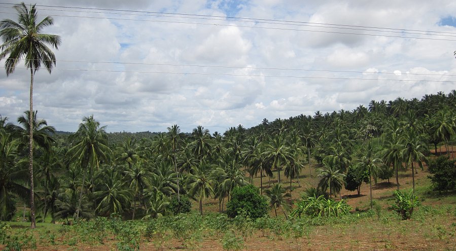 on the road to Kaloleni