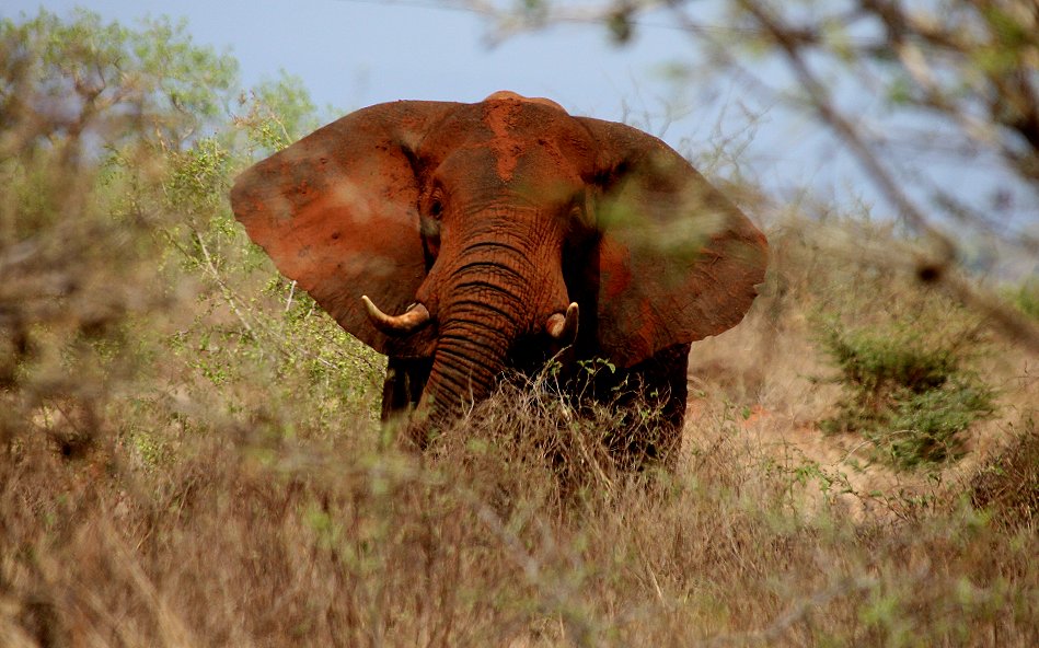 rote Elefanten am Rande des Nairobi - Mombasa highway