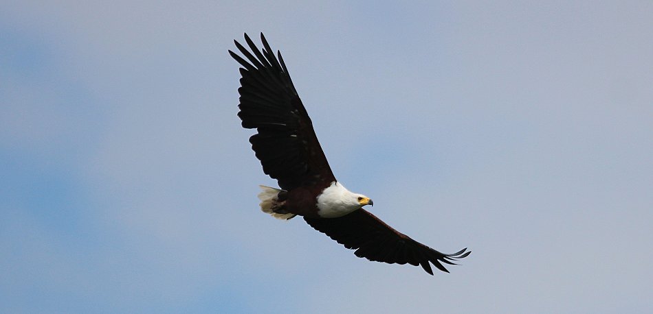 Schreiseeadler