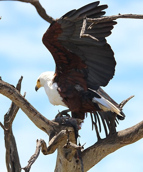 Schreiseeadler