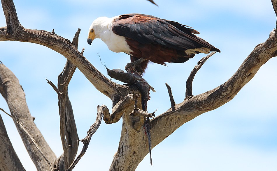 Schreiseeadler