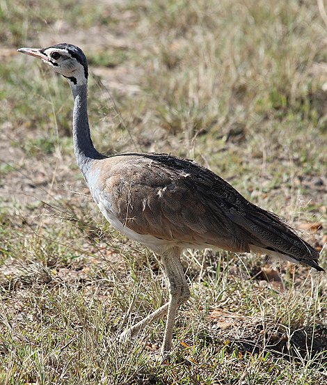 Senegaltrappe