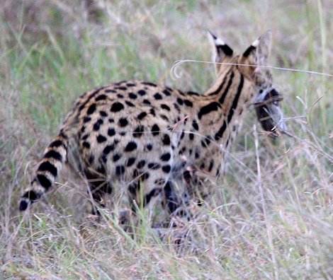 jagender Serval