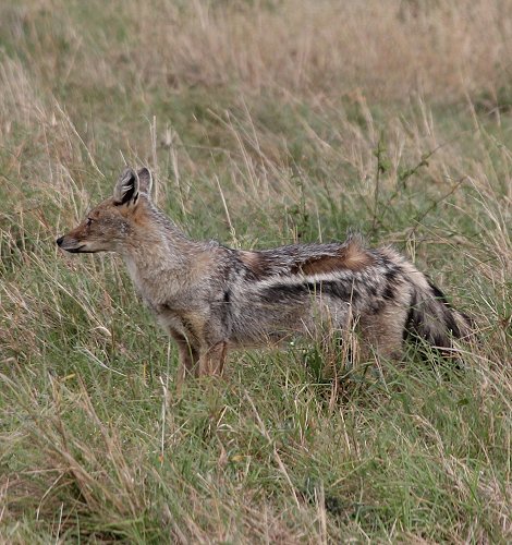 Streifenschakal, Canius adustus, Side striped Jackal