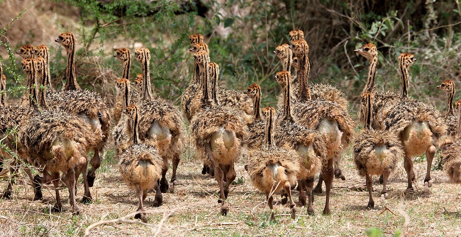 Tawi Reservat, Vogelstrauß Küken