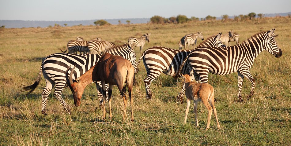 Zebras in der Mara