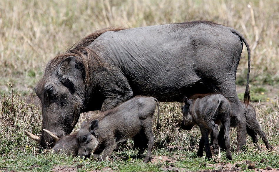 Warzenschwein Familie