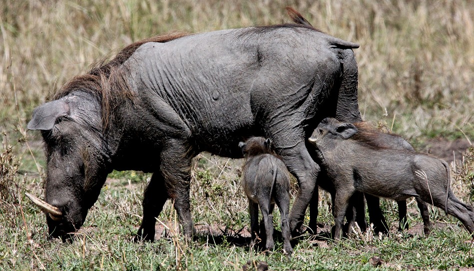 Warzenschwein Familie