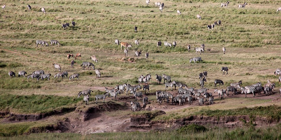 Steppenzebras