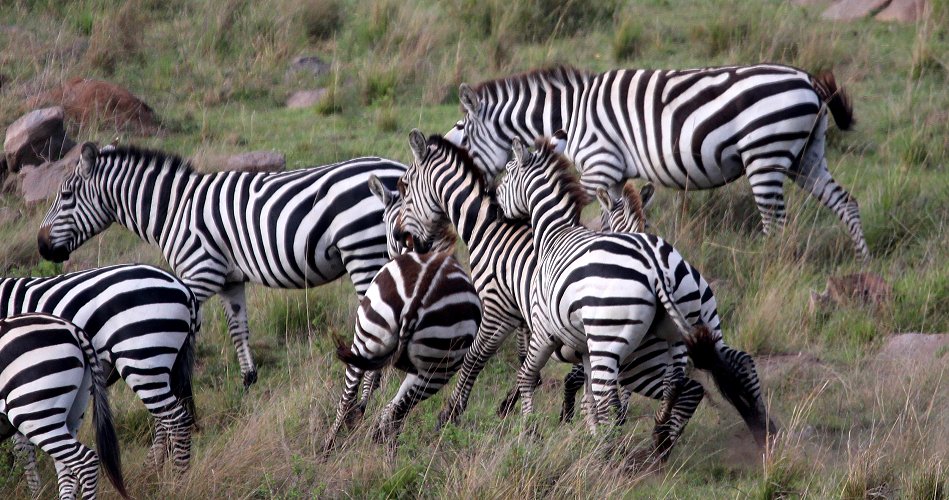 Steppenzebras