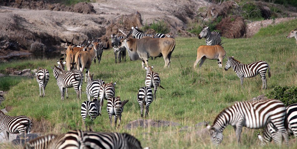 Steppenzebras