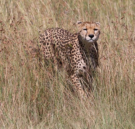 Gepardin Neema mit drei Jungen, Masai Mara