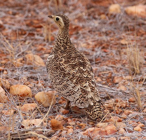 Braunbauch-Flughuhn (Pterocles exustus), Galana Wildlife Conservancy