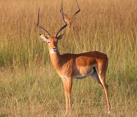Impala