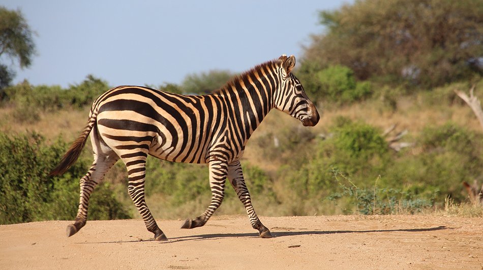 Kanderi Swamp, Tsavo Ost