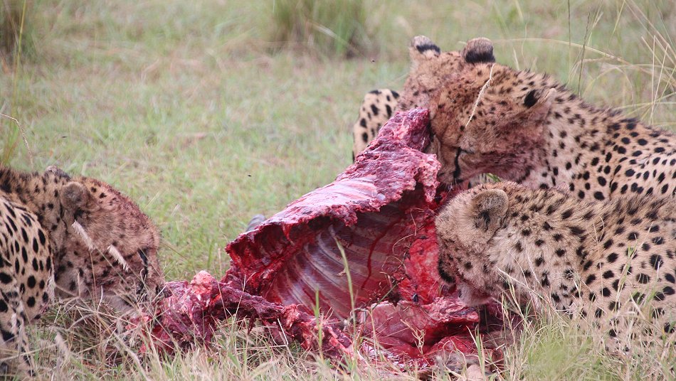 Tano Bora, fünf Geparden Männchen auf der Jagd
