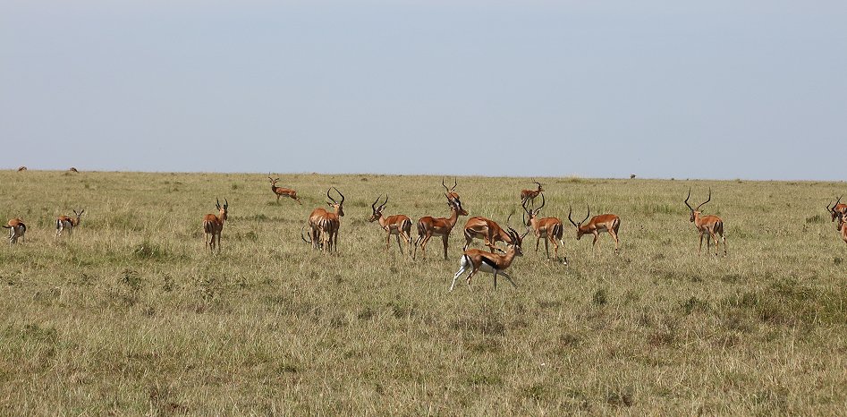 Masai Mara März 2021