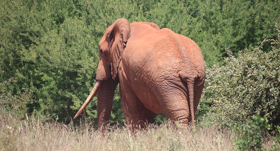 Elefant an der Hauptstraße, Nairobi - Mombasa