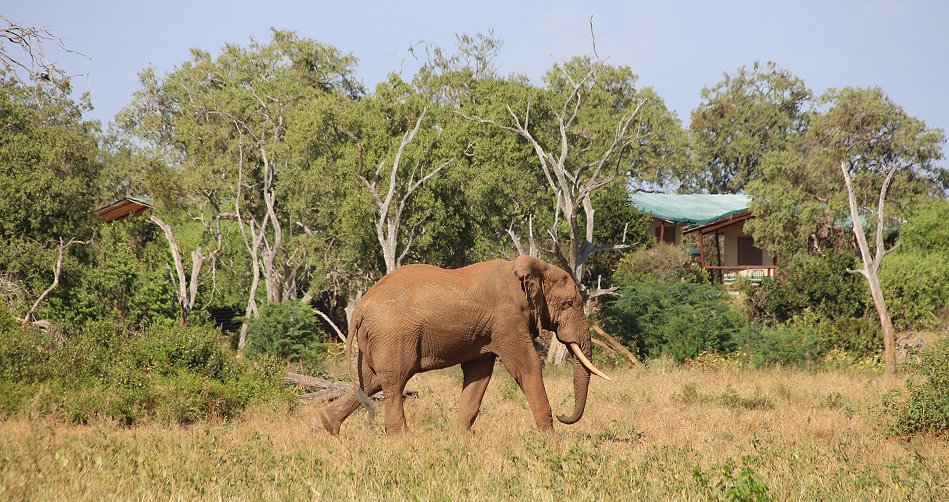 Sentrim (Tarhi) Camp, Tsavo Ost