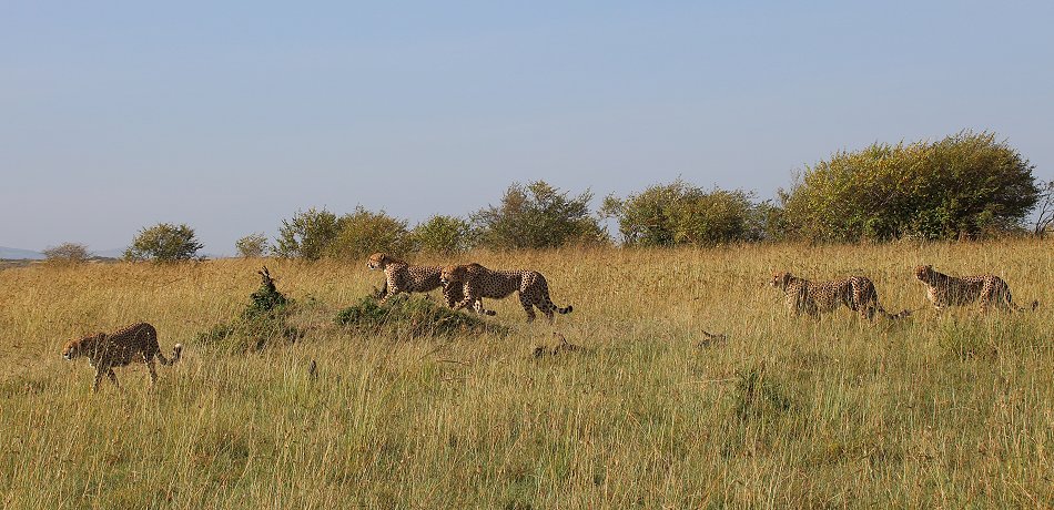 Tano Boro, Geparden
