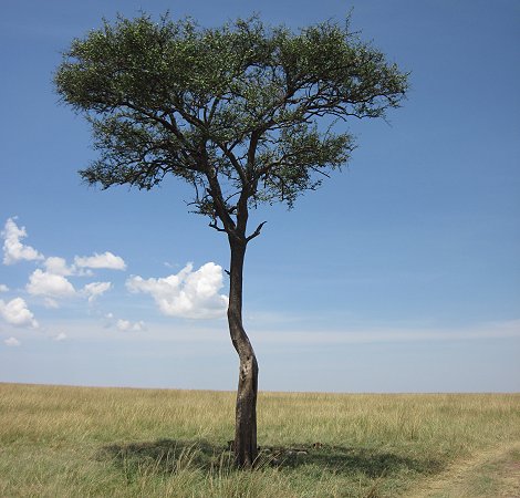 Tano Boro, Geparden