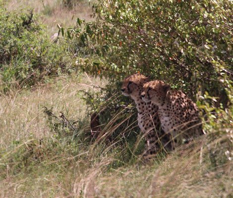Tano Bora, fünf Geparden Männchen auf der Jagd