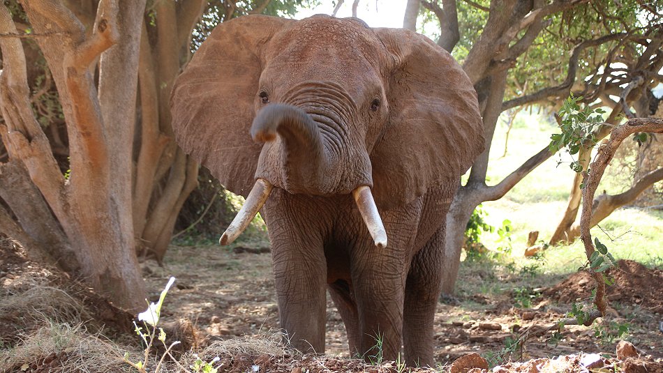 Elefanten im Tsavo Ost