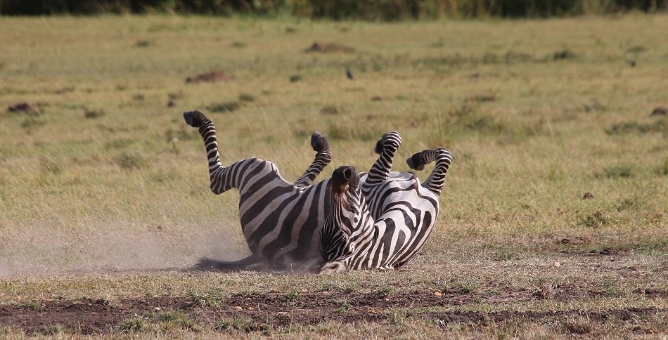 Zebras