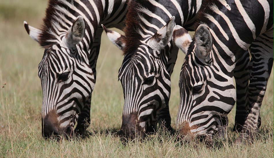 Zebras