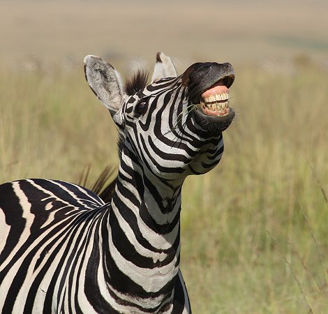 Zebras