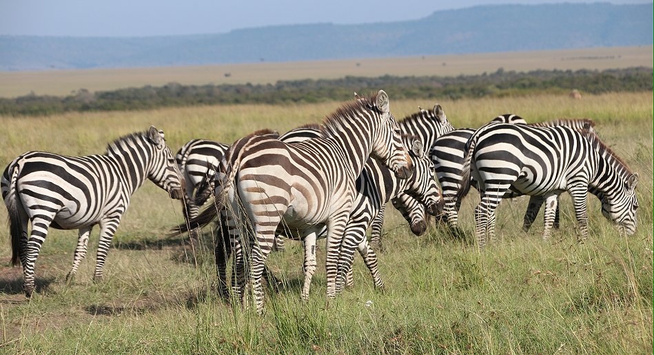 Zebras